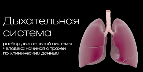 Pulmonary educational material preview